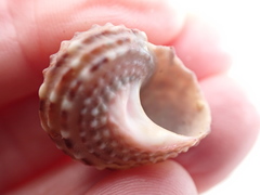 Modelia granosa