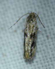 Ymeldia