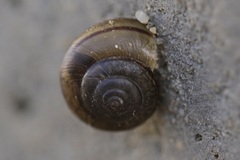 Helminthoglypta coelata