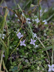 Oldenlandia salzmannii