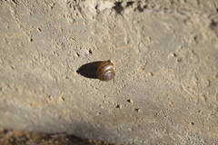 Helminthoglypta coelata