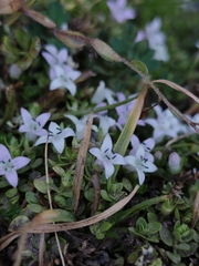 Oldenlandia salzmannii