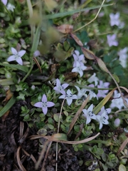 Oldenlandia salzmannii