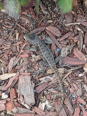 Sceloporus occidentalis