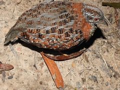 Turnix varius varius