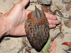 Turnix varius varius