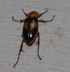 Phyllotocus bimaculatus