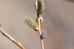Salix monticola