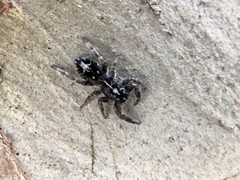 Ocrisiona melancholica