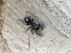 Ocrisiona melancholica