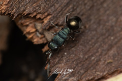 Myrmecomimesis