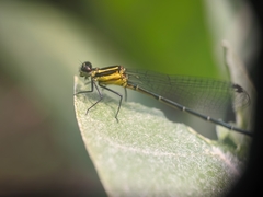 Onychargia atrocyana