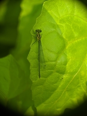 Onychargia atrocyana