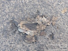 Rhinella horribilis