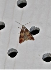 Lophosis labeculata