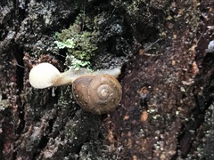 Austrochloritis wollemiensis