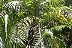 Bactris major