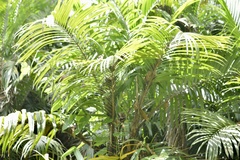 Bactris major