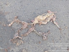 Rhinella horribilis