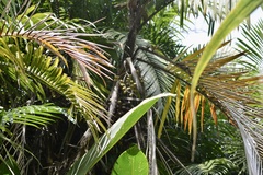 Bactris major