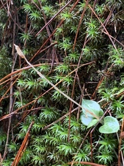Goodyera schlechtendaliana