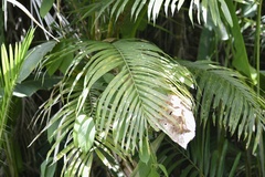 Bactris major