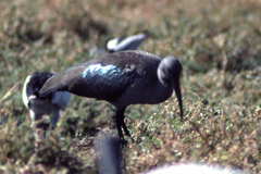 Bostrychia hagedash hagedash