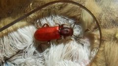 Zenodosus sanguineus