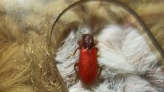 Zenodosus sanguineus