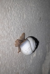 Pseudotrachia vittata