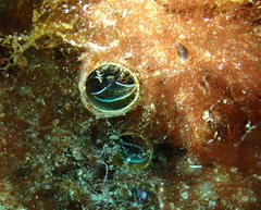 Thylacodes aotearoicus