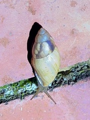 Plekocheilus distortus