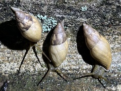 Plekocheilus distortus