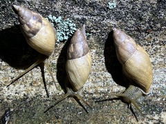 Plekocheilus distortus