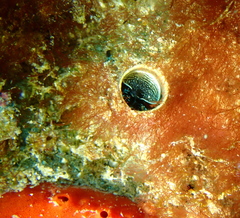 Thylacodes aotearoicus