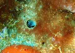 Thylacodes aotearoicus