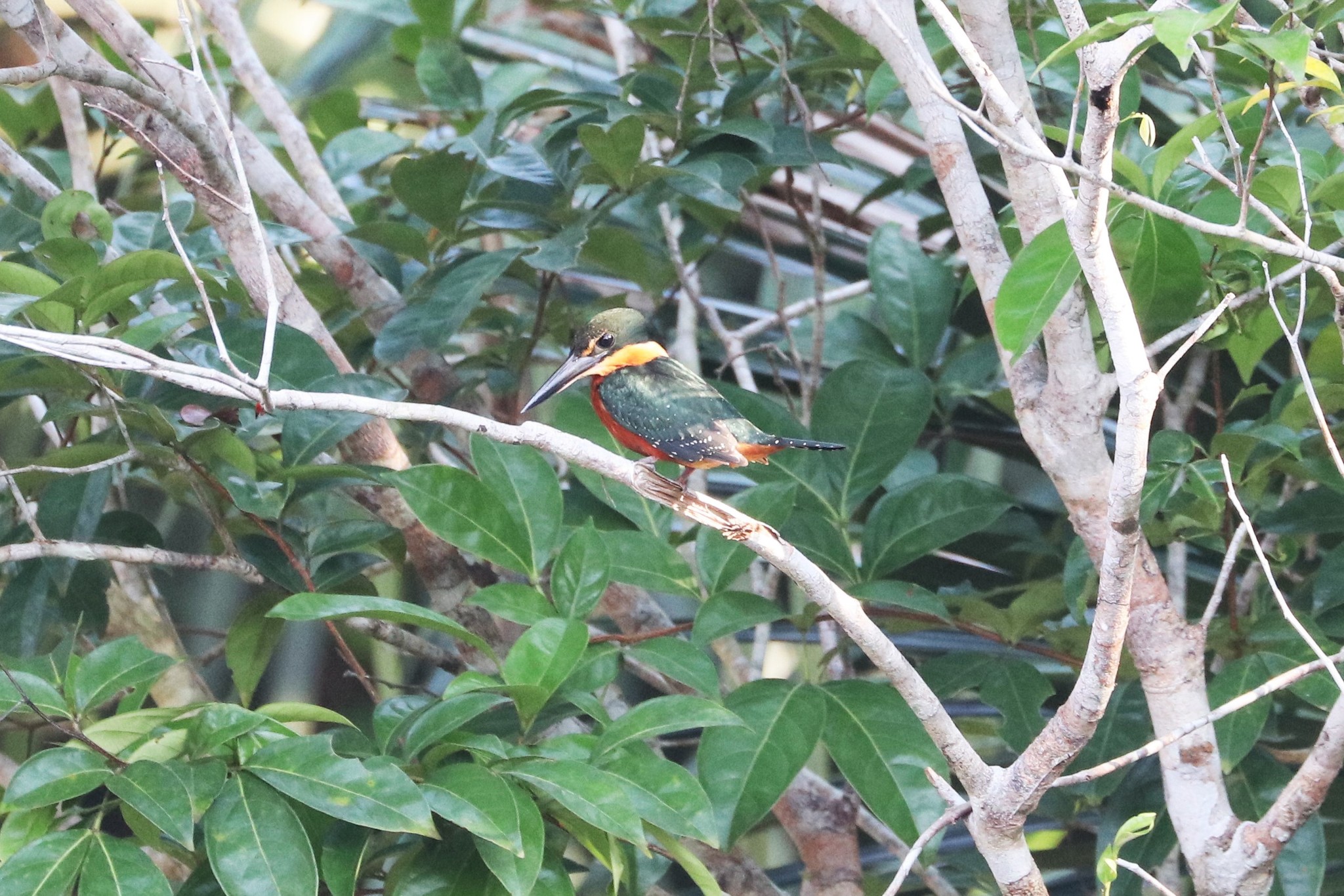 Green-and-rufous Kingfisher illustration