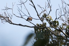 Cotinga cayana