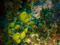 Ciocalypta polymastia