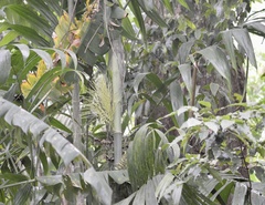 Pinanga