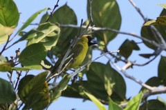 Caryothraustes canadensis