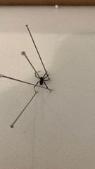 Latrodectus hasselti