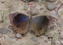 Junonia artaxia