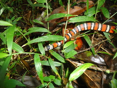 Lampropeltis micropholis