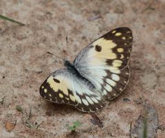 Colotis vesta mutans