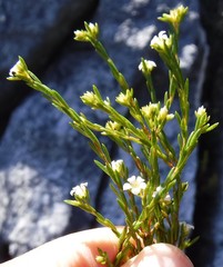 Coleonema juniperinum