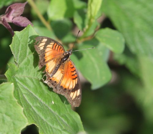Eastern Little Pansy