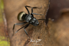 Polyrhachis tubifera