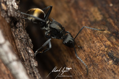 Polyrhachis tubifera