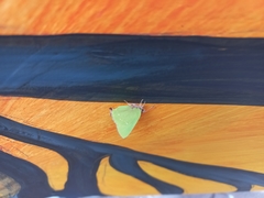 Cyanophrys herodotus